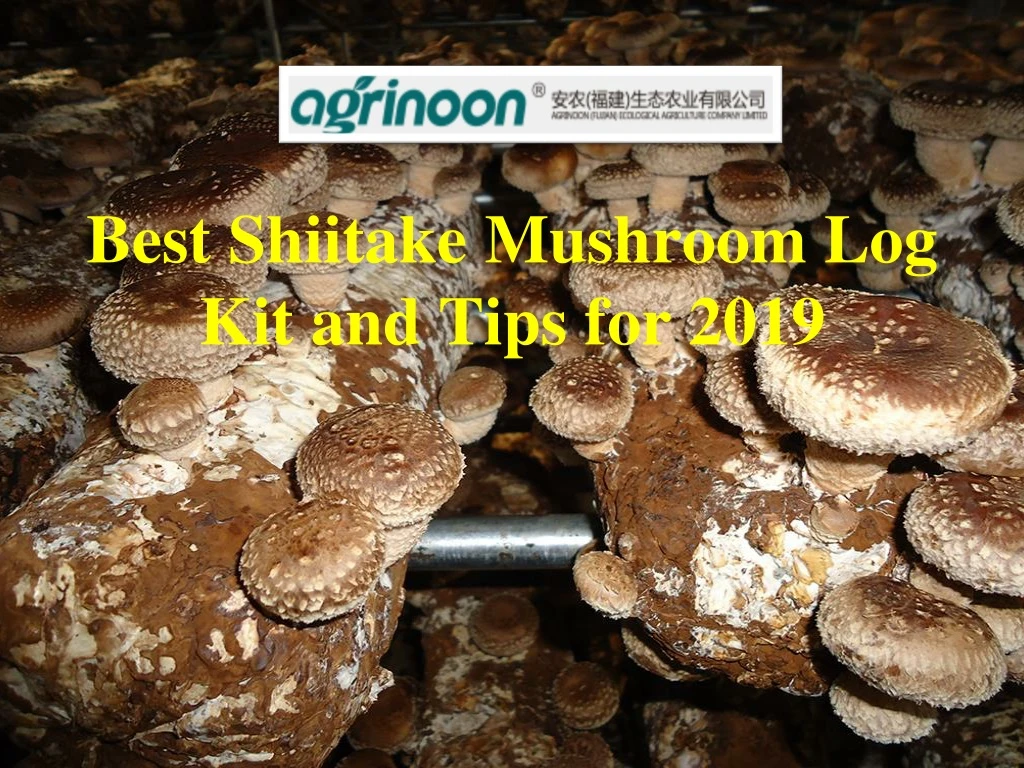 best shiitake mushroom log kit and tips for 2019