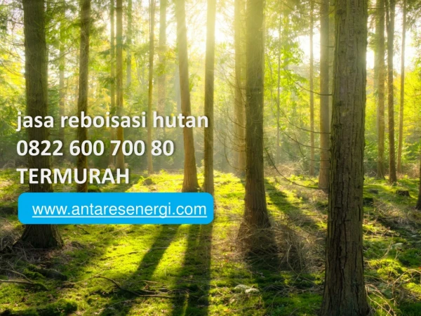 jasa reboisasi hutan, 0822 600 700 80, TERMURAH