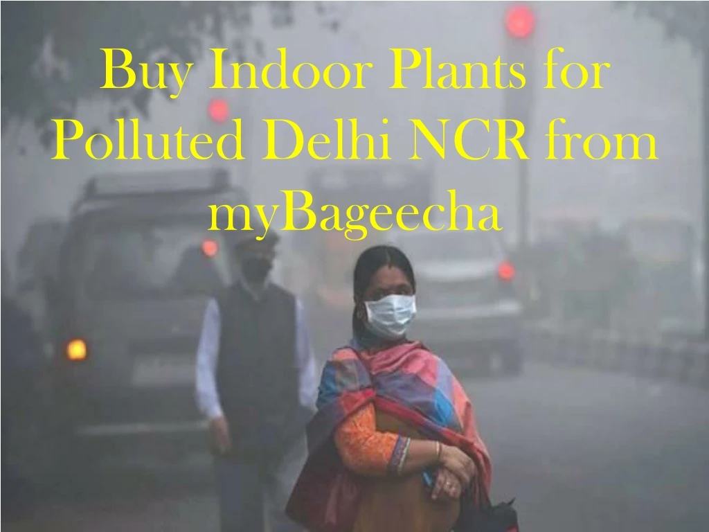 buy indoor plants for polluted delhi ncr from