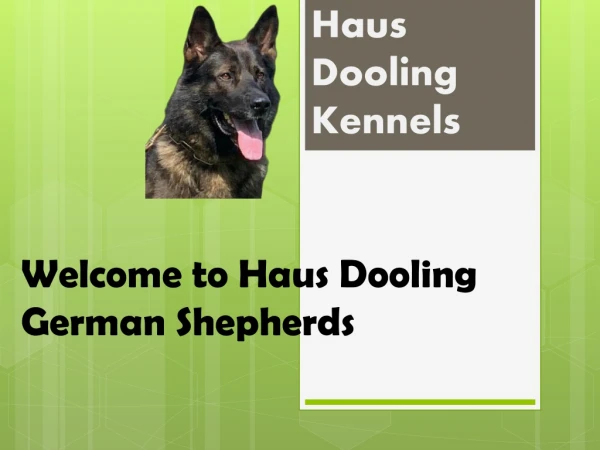 Haus Dooling German Shepherds