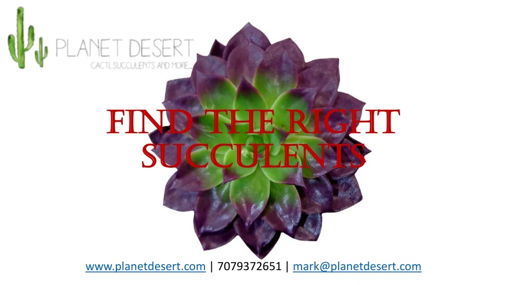 find the right find the right succulents
