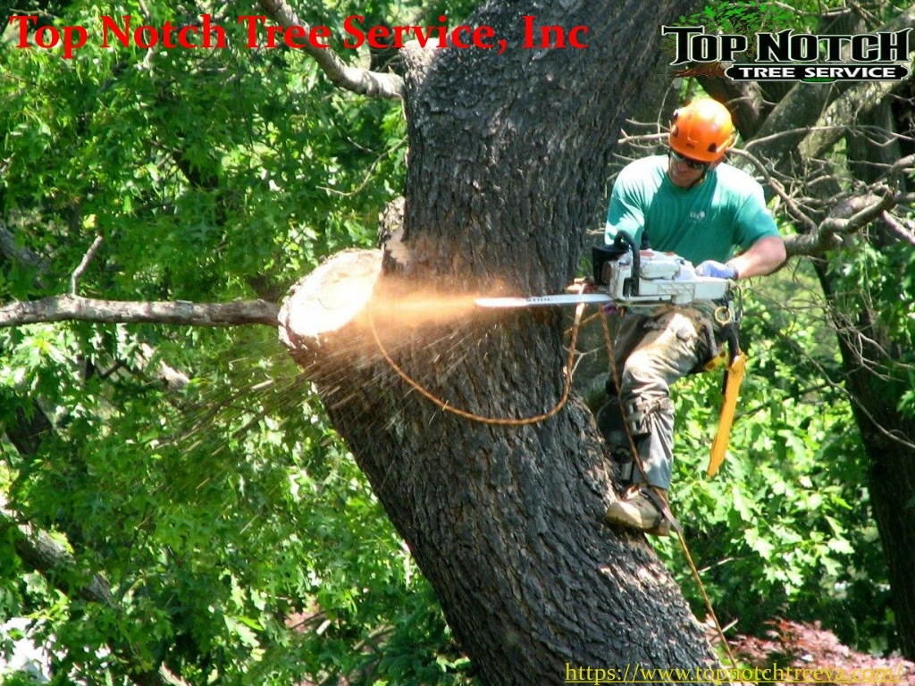 top notch tree service inc