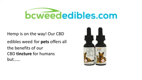 CBD Tincture Edible Marijuana