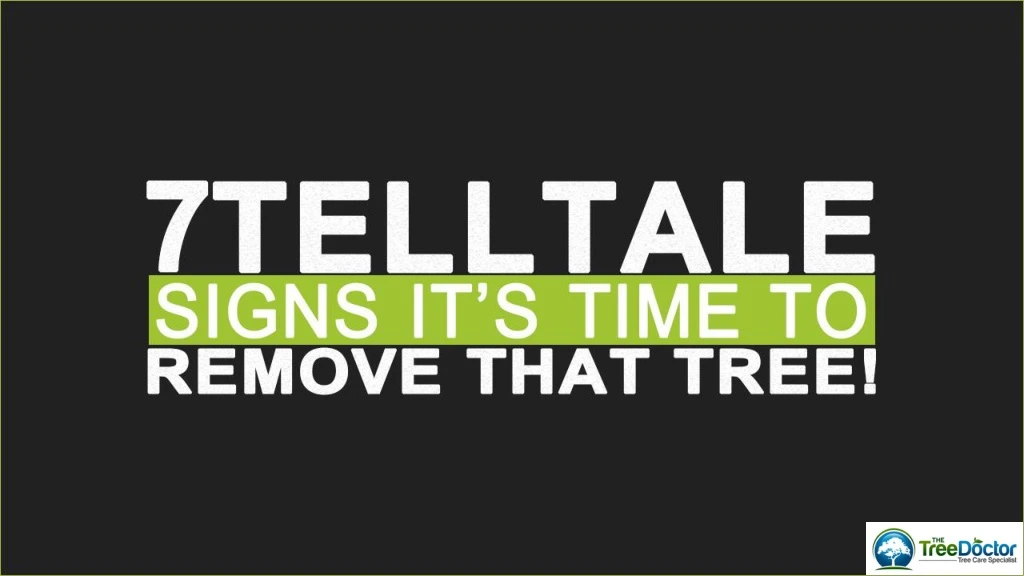 7 telltale signs it s time to remove that tree