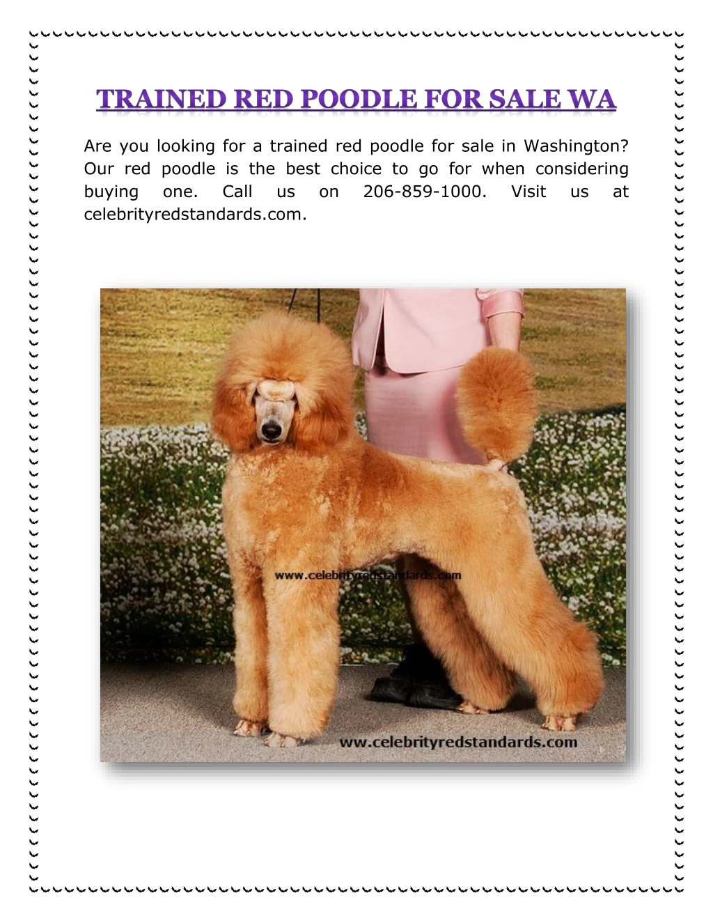 are you looking for a trained red poodle for sale