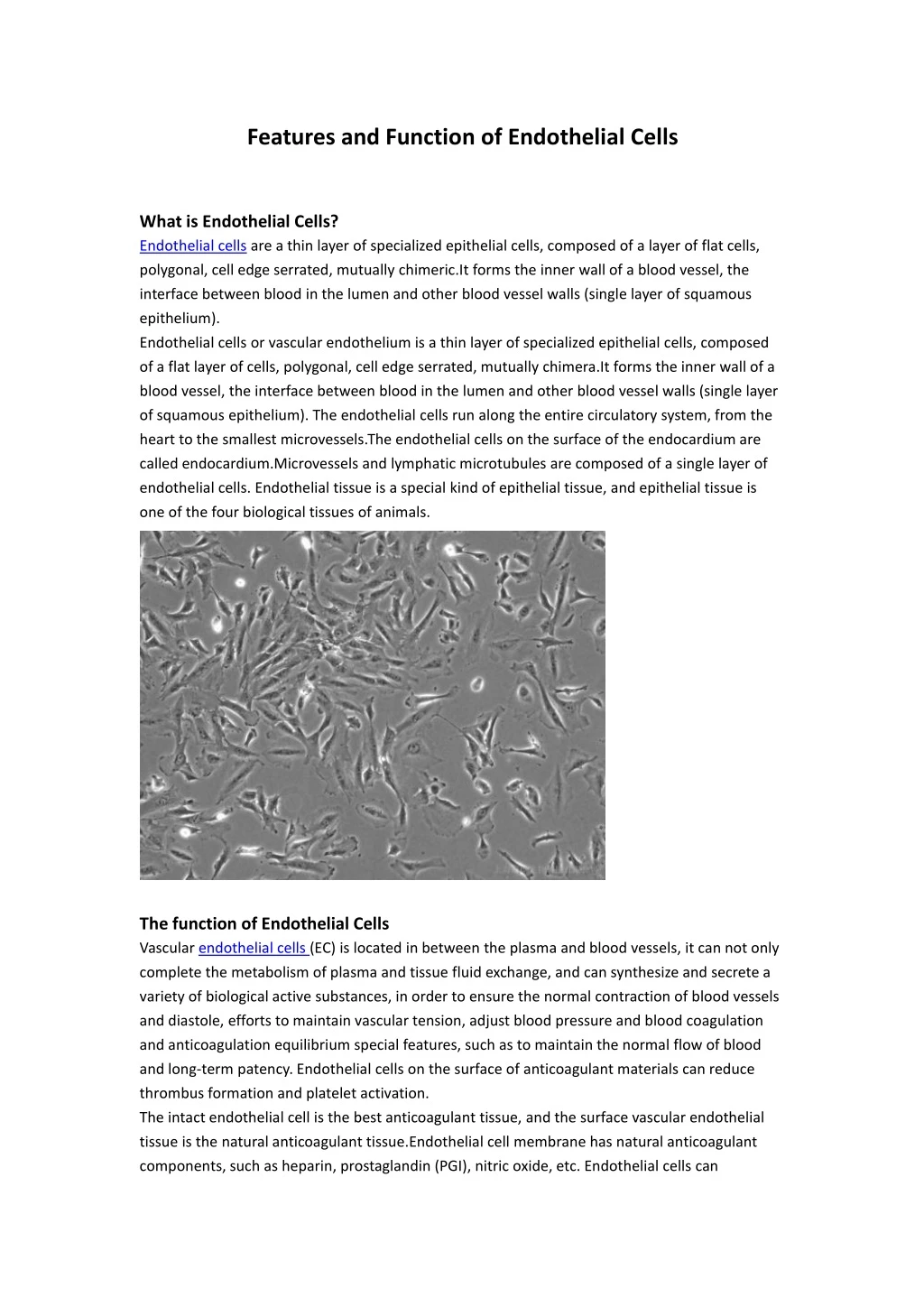 features and function of endothelial cells
