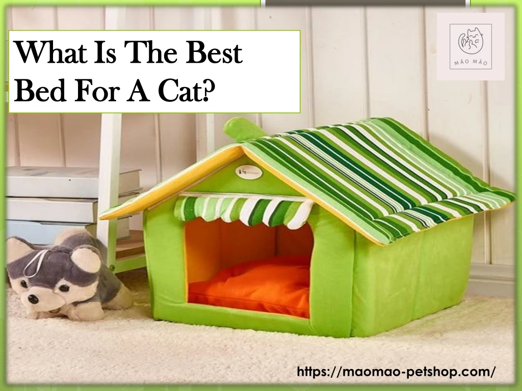what is the best bed for a cat