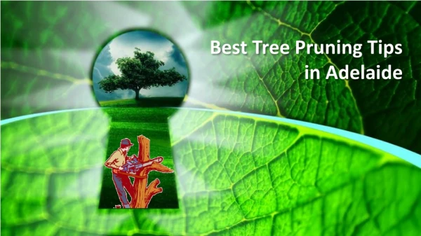 Best Tree Pruning Tips in Adelaide