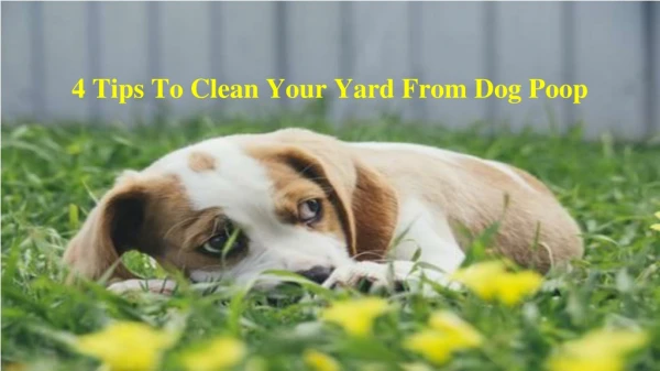 Best Eco-Friendly Dog Poop Removal Service Provider