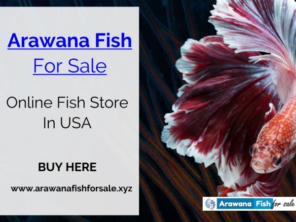 Arowana Fish For Sale At Reasonable Price
