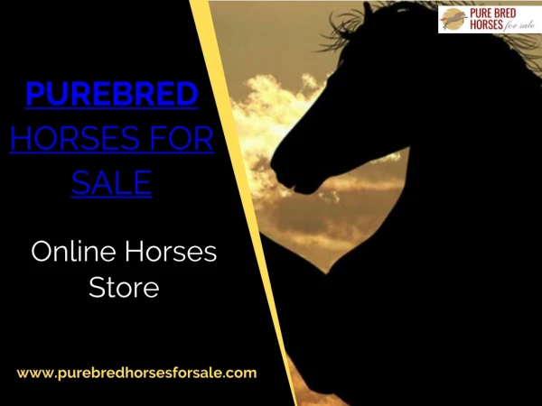 Best Breed Horses For Sale At Amazing Prices