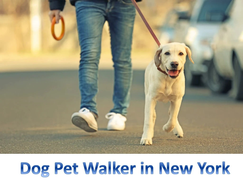 dog pet walker in new york