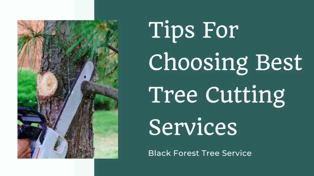 tips for choosing best tree cutting services