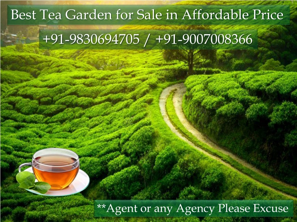 best tea garden for sale in affordable price