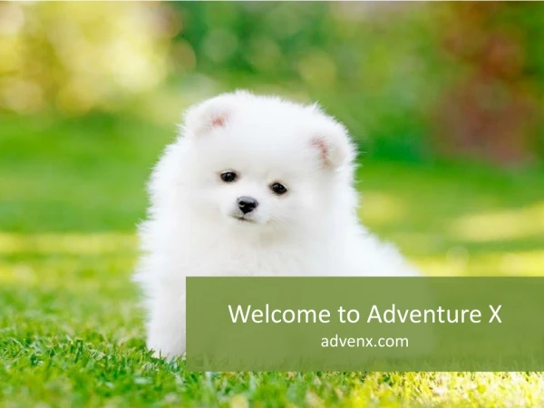 Welcome to Adventure X