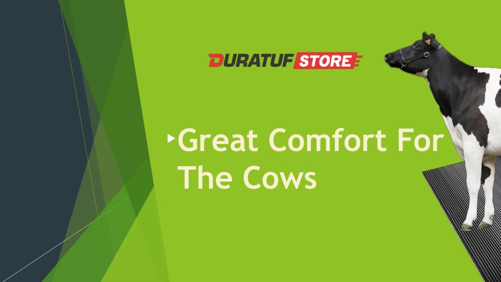 great comfort for the cows