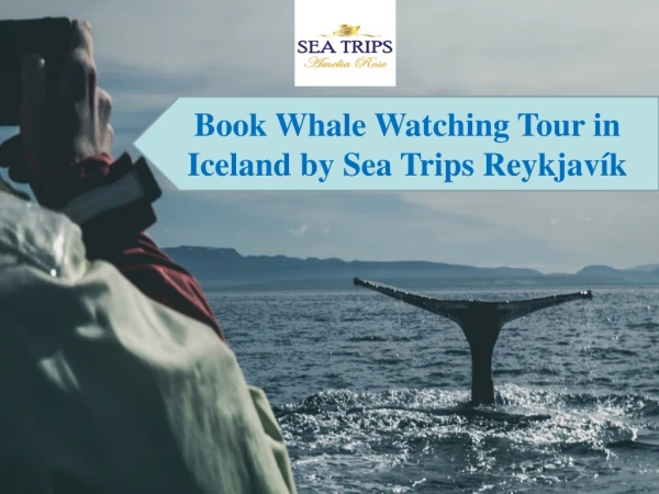 Book Whale Watching Tour in Iceland by Sea Trips Reykjavík