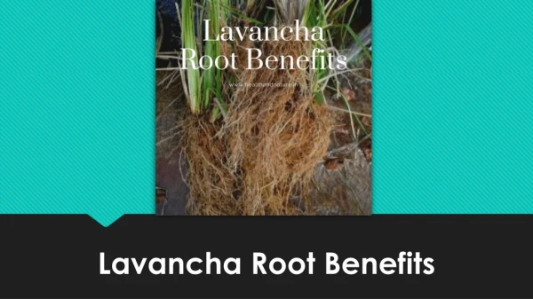 How Lavancha Root Can Be Used As Home Remedies For Wheezing