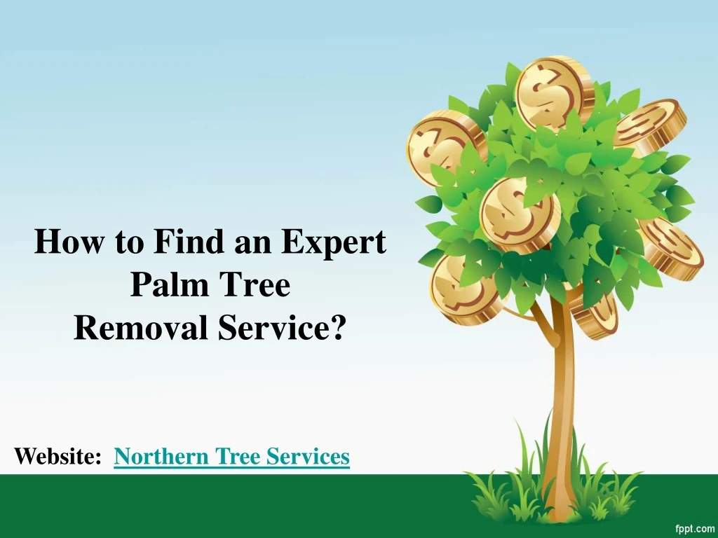 how to find an expert palm tree removal service