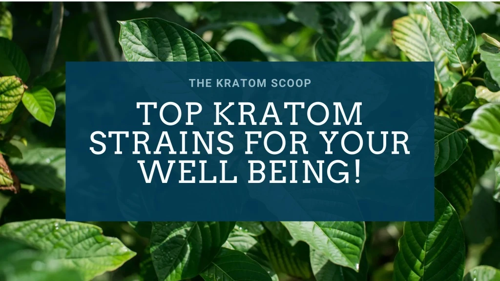 the kratom scoop top kratom strains for your well