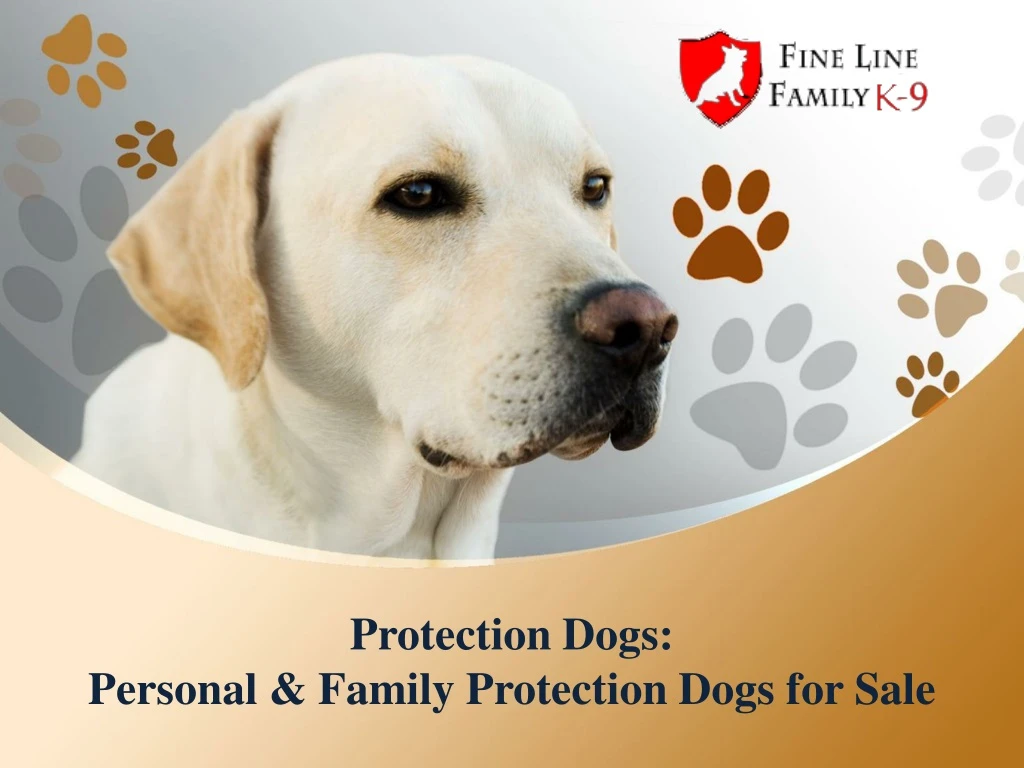 protection dogs personal family protection dogs for sale