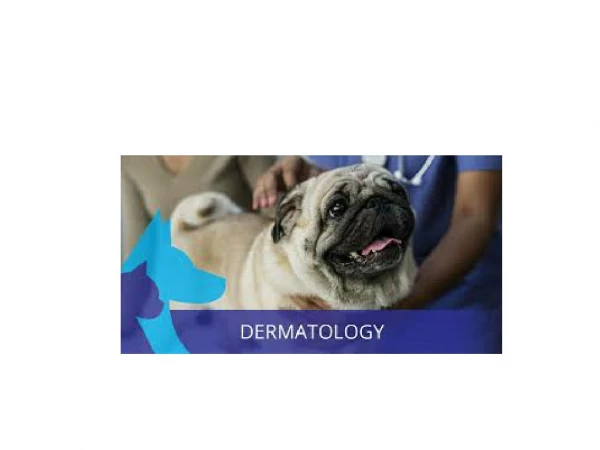 Veterinary Dermatology Services