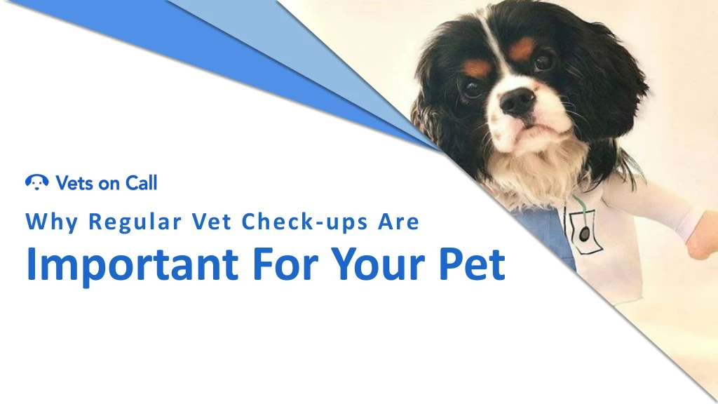 why regular vet check ups are