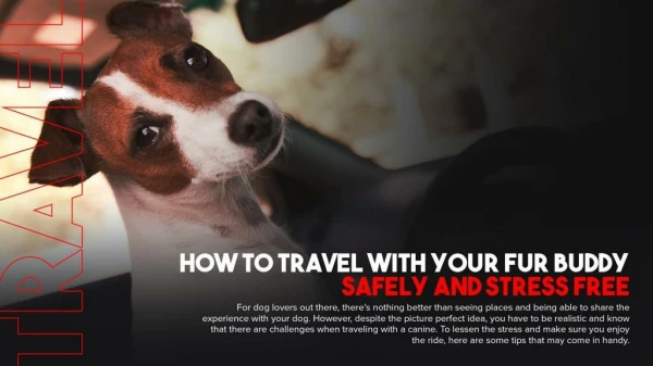 How To Travel With Your Fur Buddy Safely And Stress Free