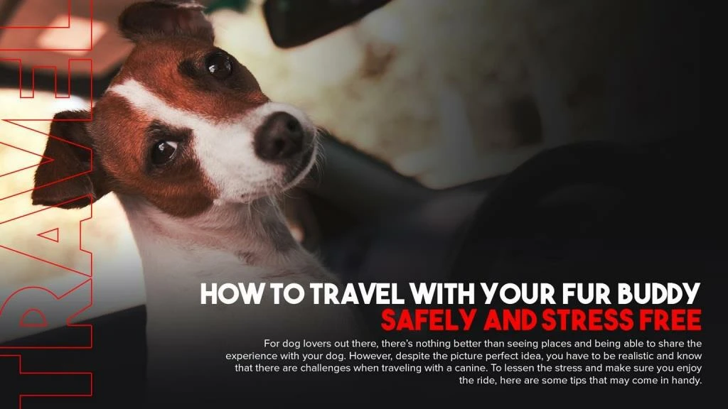 how to travel with your fur buddy safely and stress free