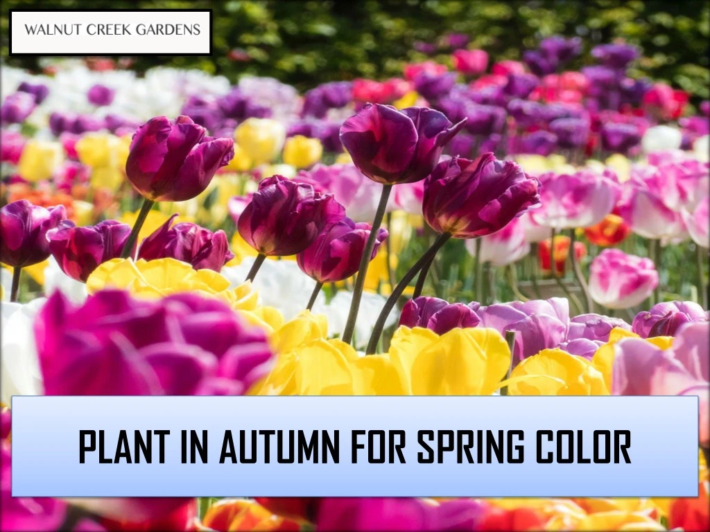 plant in autumn for spring color