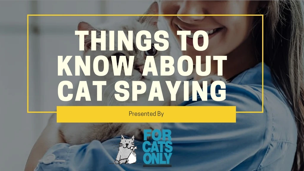 things to know about cat spaying