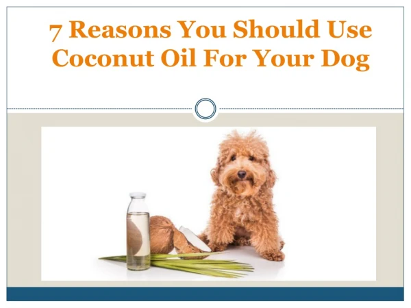 7 Reasons You Should Use Coconut Oil For Your Dog