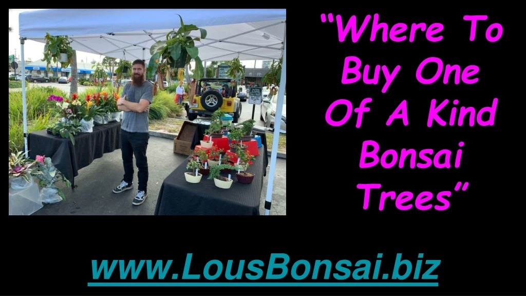 where to buy one of a kind bonsai trees