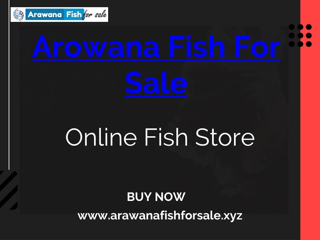 arowana fish for sale