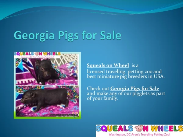 Georgia Micro Mini Pigs for Sale