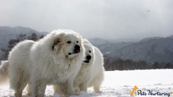 5 Polar Bear Dog Breeds to Fall in Love With!