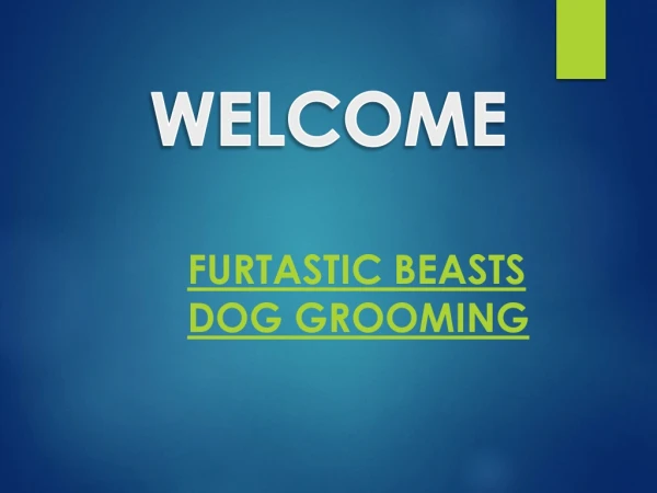 Best Dog Grooming in Hunsbury Meadows