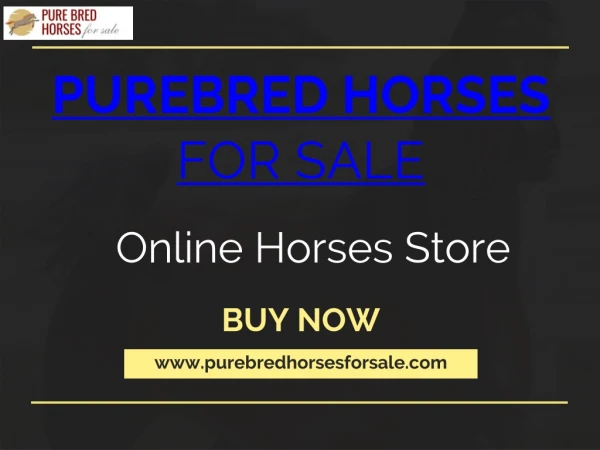 Buy Arabian Horse Online At Best Price