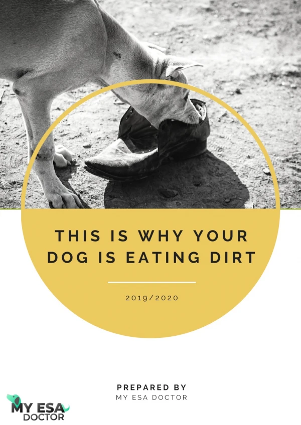 This is Why Your Dog is Eating Dirt