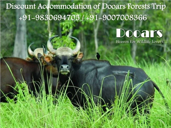 Discount Accommodation of Dooars Forests Trip