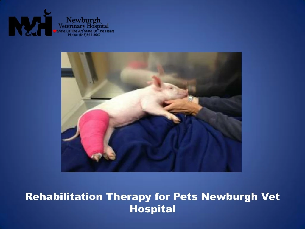 rehabilitation therapy for pets newburgh