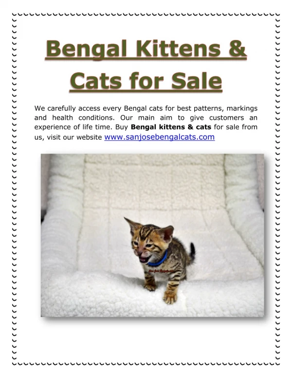 Bengal kittens & cats for sale