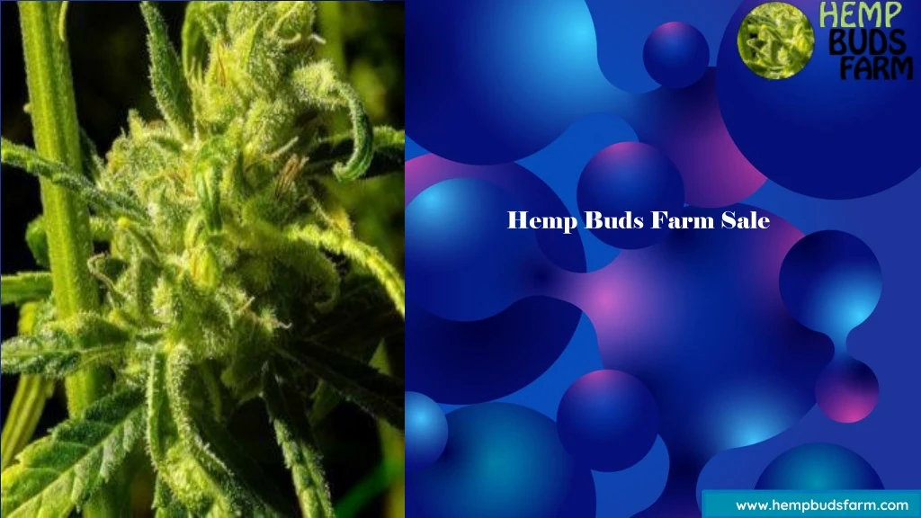 hemp buds farm sale