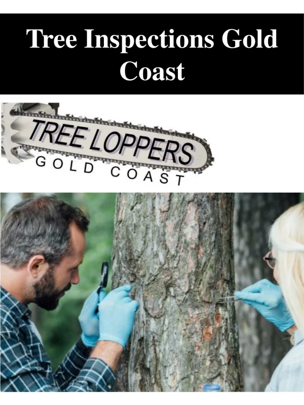Tree Inspections Gold Coast