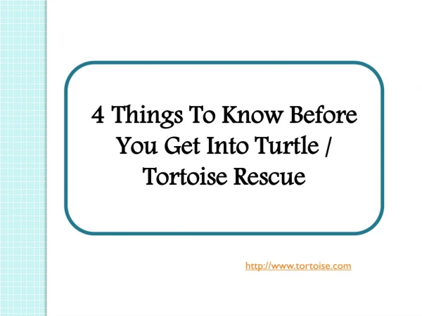 4 Things To Know Before You Get Into Turtle / Tortoise Rescue