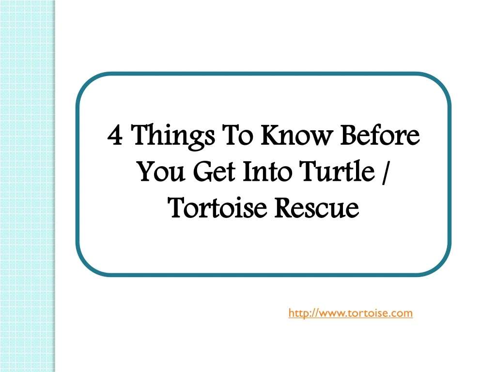 4 things to know before you get into turtle
