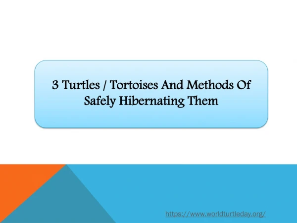 3 Turtles / Tortoises And Methods Of Safely Hibernating Them