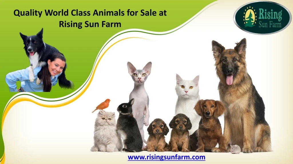 quality world class animals for sale at rising