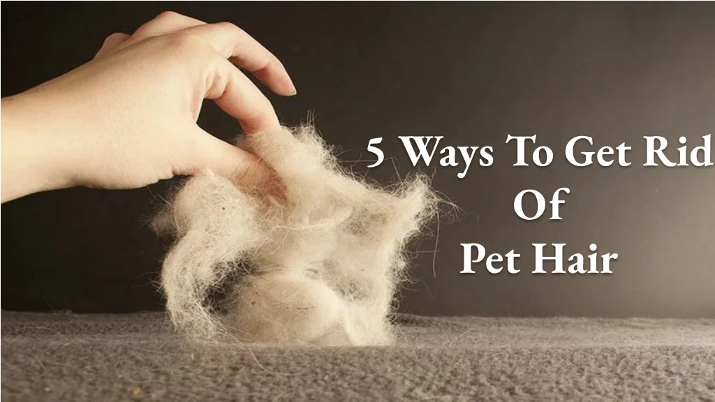 5 ways to get rid of pet hair