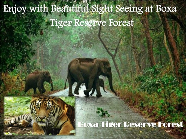 Enjoy with Beautiful Sight Seeing at Boxa Tiger Reserve Forest